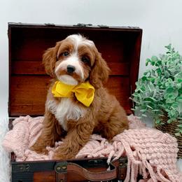 Cavapoo puppies from NC Doodle Puppies