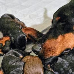 Doberman Pinschers from Liberty Edge Ranch