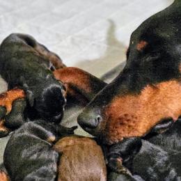 Doberman Pinschers from Liberty Edge Ranch