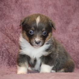 Bluie - Gray and white female American Corgi puppy in Clovis, New Mexico from Sweet & Salty Cowdogs