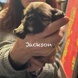 Jackson - Red gold male Lhasa Apso puppy in Waterford, Connecticut from Floofie Butts