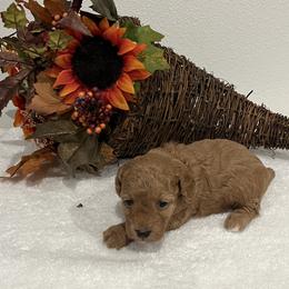 Priscilla - Red  female Poodle puppy in Prairie Grove, Arkansas from Loves Toy Poodles