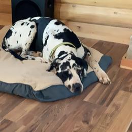 Great Danes from Robin Pfotenhauer