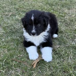 Hazer - Black & white male Australian Shepherd puppy in Coldwater, Mississippi from Pure Grit Aussies