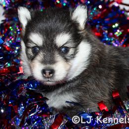Jude - Black and white female Pomsky puppy in Centerville, Iowa from LJ Kennels Pomskies, LLC