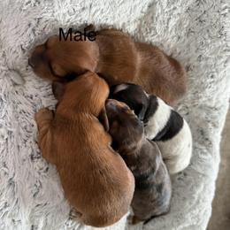 Theo - Red male Dachshund puppy in Swanton, Ohio from Mighty But Mini Dachshunds
