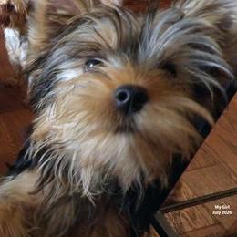 My Girl - Blue and gold female Yorkshire Terrier puppy in Baraga, Michigan from Ojibwa Yorkies