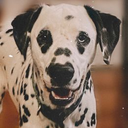 Arrow - Service Dog - White and black Dalmatian puppy in Clinton, Missouri from Dalmatia BnB
