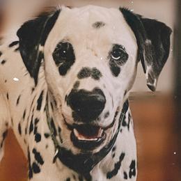 Arrow - Service Dog - White and black Dalmatian puppy in Clinton, Missouri from Dalmatia BnB