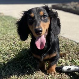 Hank - Dachshund