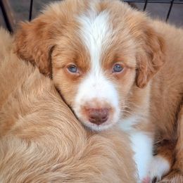 "Johnny Summer 2022" Assorted Doodle Crosses Puppies from Do Wah Diddy Doodles