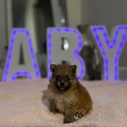 Girl 1 - Orange Pomeranian puppy in Abilene, Texas from Blessedpoms