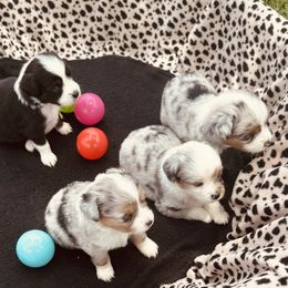 Miniature Australian Shepherd Puppies from Diamond R Aussies