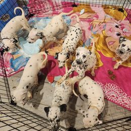 Dalmatian Puppies from America's Dalmatian Friends