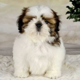 Shih Tzu Puppies from The Shih Tzu Life