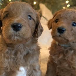 Goldendoodles from Blue Ridge Goldens
