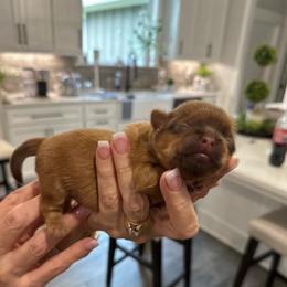 Jazz - Liver male Shih Tzu puppy in Mineola, Texas from RL Phillips Shihtzus