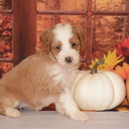 Cruella - Red female Bernedoodle puppy in Moulton, Iowa from Shondel Puppy Paws