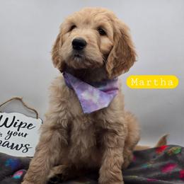 Martha - Apricot female Goldendoodle puppy in Neillsville, Wisconsin from Granton Creek