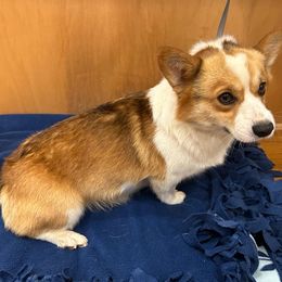 Roy - Pembroke Welsh Corgi