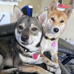 Shiba Inu puppies from ScrapiShibas