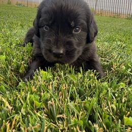 Light blue - Black female Newfoundland puppy in Great Falls, Montana from True North Newfoundlands