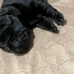 Labrador Retriever Puppies from LakeHouse Labrador Retriever