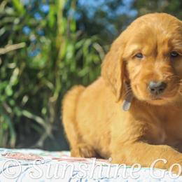 Golden Retriever Puppies from Sunshine Goldens