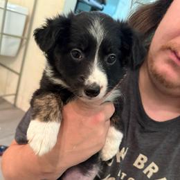 Black Widow - Tri-color female Border Collie puppy in Grapeview, Washington from Athena’s Collies