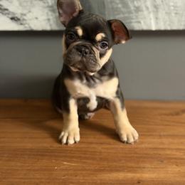 French Bulldog Puppies from Frenchies That