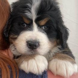 London - Black rust and white female Bernese Mountain Dog puppy in Fountain, North Carolina from Stargirl Bernese Mountain Dogs