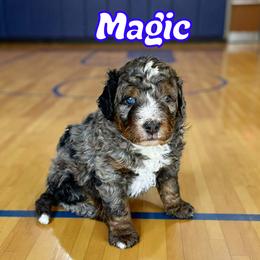 Magic - Blue merle male Bernedoodle puppy in Banner Elk, North Carolina from Walnut Tree Bernedoodles