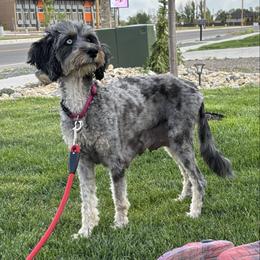 Piper - Bernedoodle