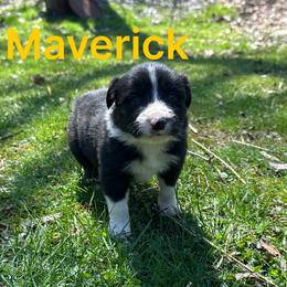 Maverick - Black and white male Border Collie puppy in Milton, Pennsylvania from C&C Border Collies