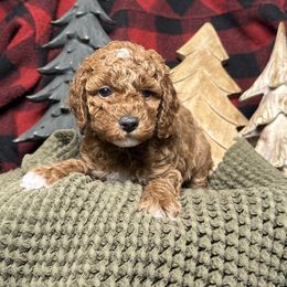 Blueberry - Red  female Poodle puppy in Queen Creek, Arizona from Desert Born Kennel
