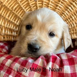Noah - Golden Retriever puppy in Kuna, Idaho from Golden Kisses Golden Retrievers