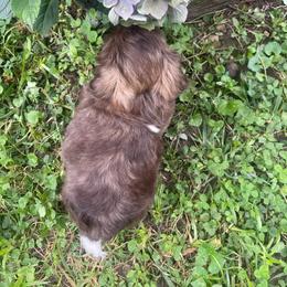 Jonah - Liver and white male Shih Tzu puppy in Hematite, Missouri from Free Range Shih Tzus