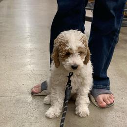 Cosmo - Cream male Goldendoodle puppy in Haddam, Kansas from Golden B Acres