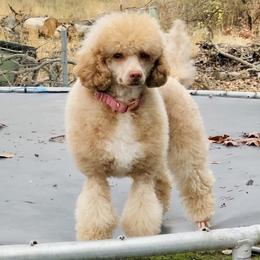 Corvette - Cockapoo