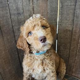 Daisy - Red  female Goldendoodle puppy in Pine Grove, California from Lundee Doodles