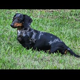 Ahsoka - Dachshund
