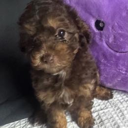 Brown phantom girl - Phantom female Poodle puppy in Cullman, Alabama from Darlynda May