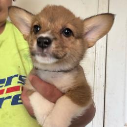 Black collar - White and red male Pembroke Welsh Corgi puppy in Rochester, New York from Tnt Yorkies and Cosmic corgis