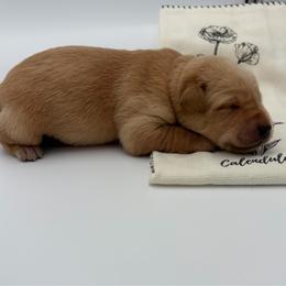 Dark Pink - Yellow female Labrador Retriever puppy in Heath Springs, South Carolina from Rich Hill Retrievers