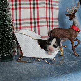 Yellow - Black and white female Siberian Husky puppy in York, Pennsylvania from Spalla Pups