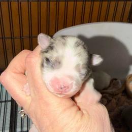 Rocky - Blue merle male Chihuahua puppy in Seneca, Missouri from Stephanie’s Puppy Colony