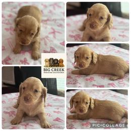 Bee - Cream female Dachshund puppy in Durant, Oklahoma from Big Creek Mini Dachshund
