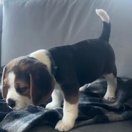 Boy 2 'Winston' - Black white and tan male Beagle puppy in Harrison, Arkansas from Leslie Beagles of Leslie Farm