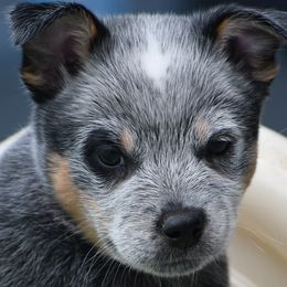 Girl 1 - Blue speckled female Australian Cattle Dog puppy in Escondido, California from Tin Roof Australian Cattle Dogs