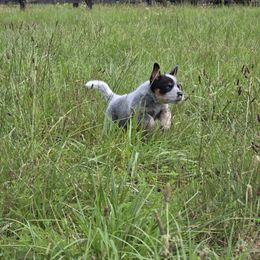 Cayman - Blue speckled male Australian Cattle Dog puppy in Rhoadesville, Virginia from Rosewood Farms Australian Cattle Dogs